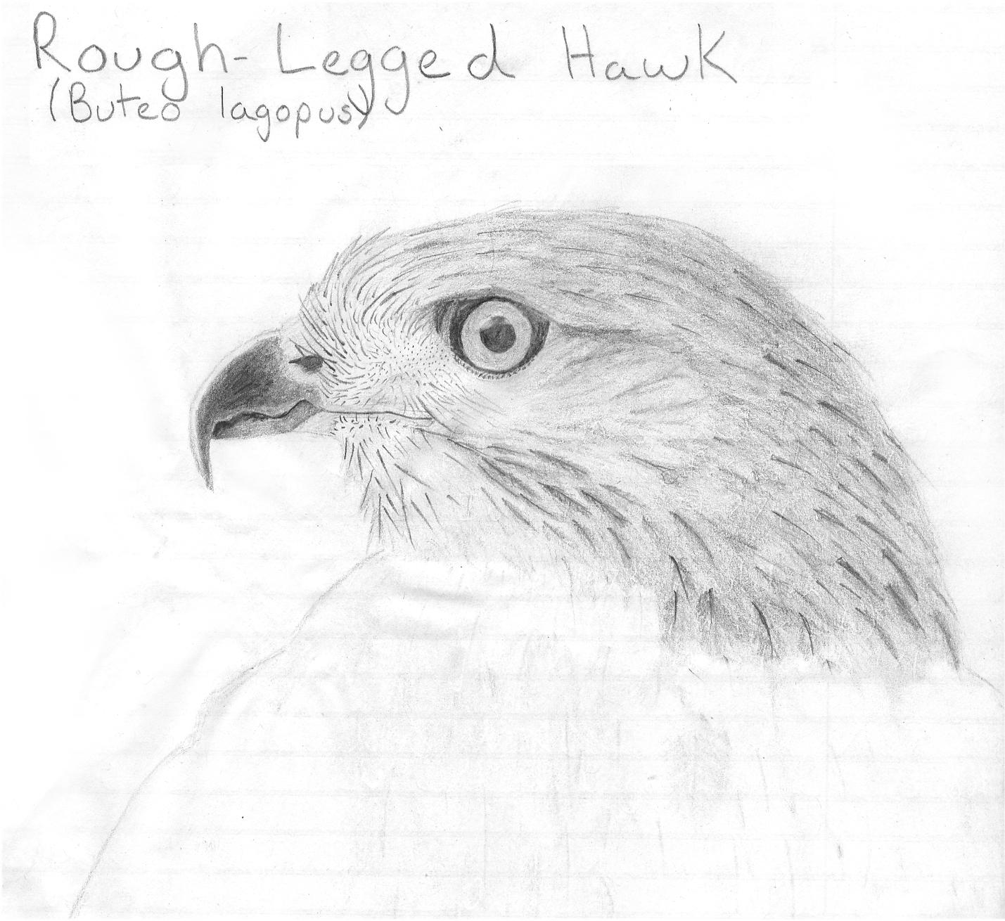 RoughLegged Hawk