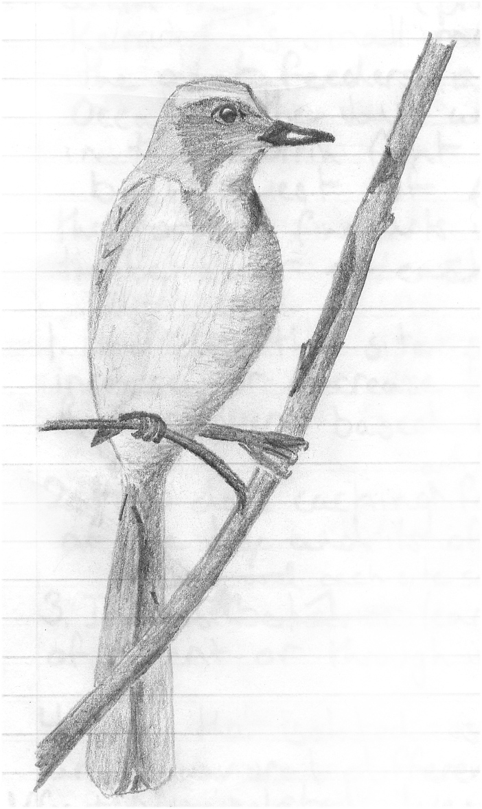 Scrub Jay