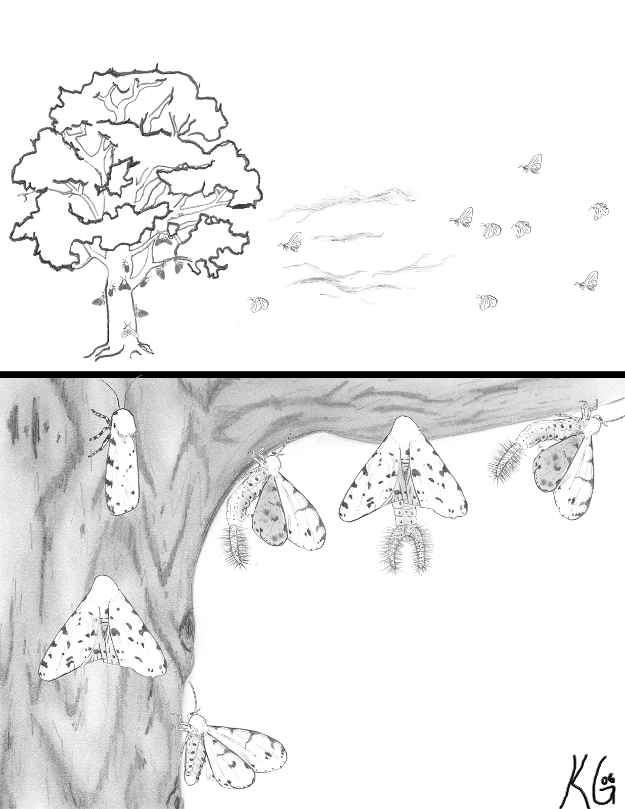 Salt Marsh Butterfly First Draft