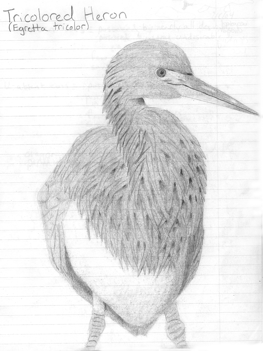 Tricolored Heron
