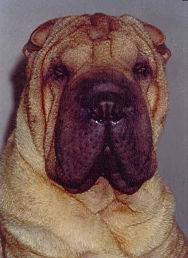 Ch. Shenanigan's Topline Storm (Topper)