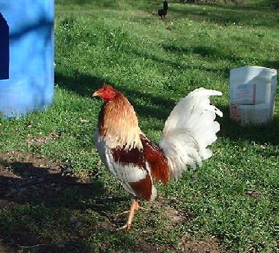 Blue+Gamefowl Game Fowl Keeps http://www.geocities.ws/gamefowlcentral/PhotGall2.html