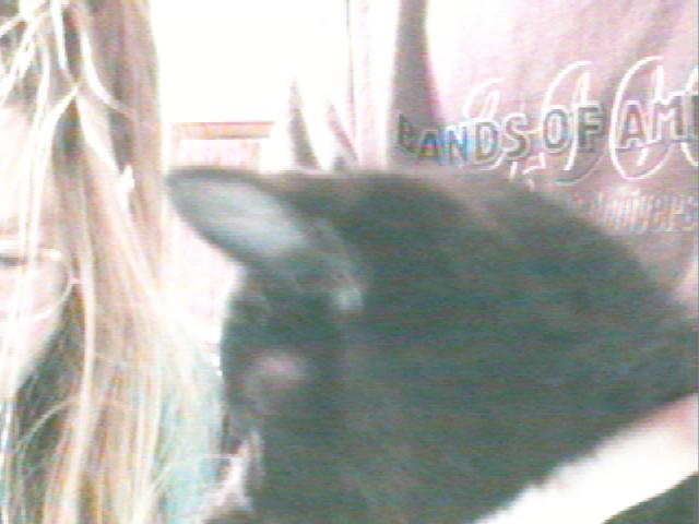 this cat is the devil incarnate