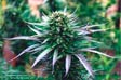 Pictures of Weed