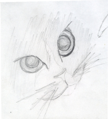 Strange the cat