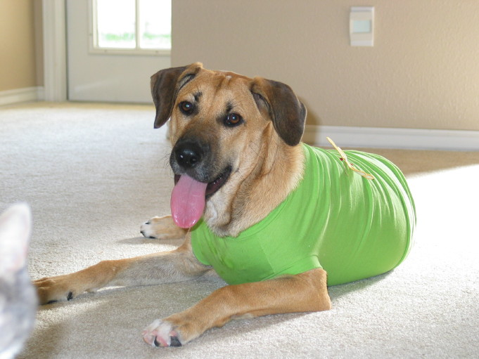 Savannah as a puppy
