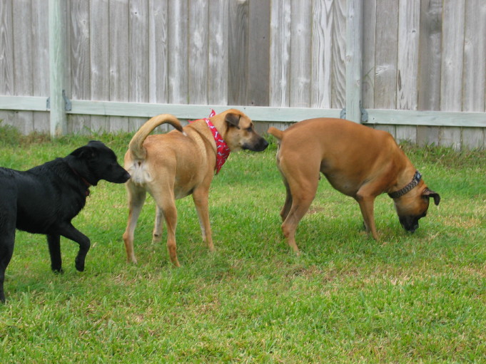 Savannah and friends