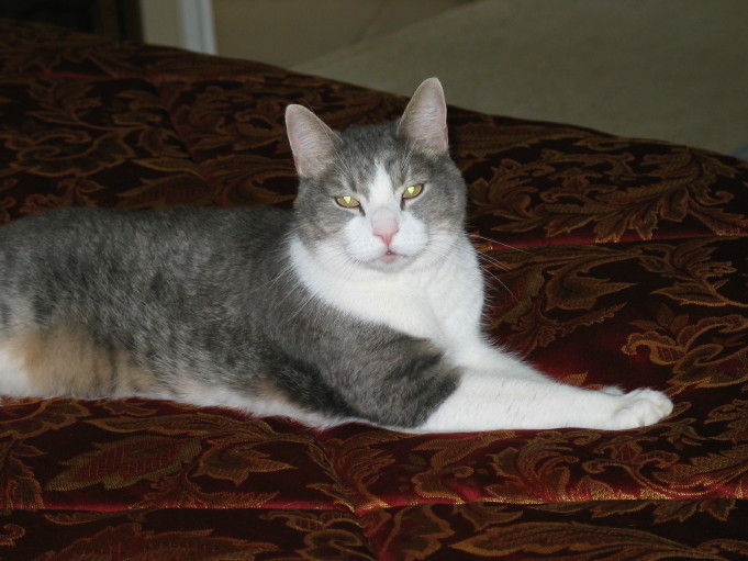King Cleo