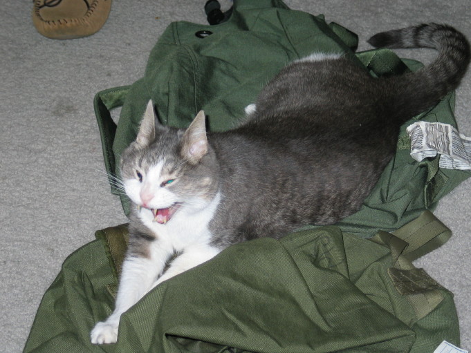 Cleo yawning on Daddy's seabag