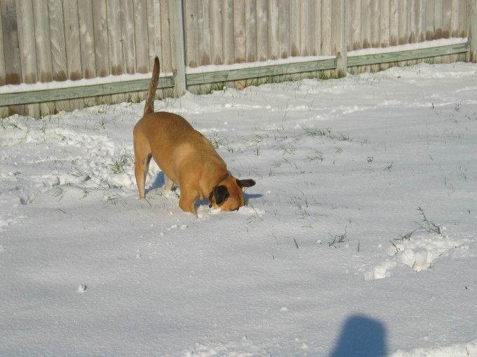 Digging in the snow