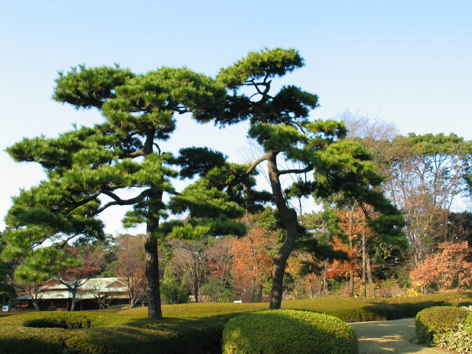 Imperial Garden; Tokyo, Japan