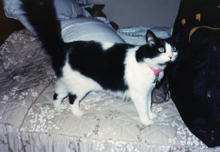 Sara as a kitten