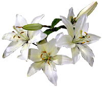 Lily