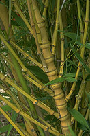 Phyllostachys aurea 'Holochrysa'