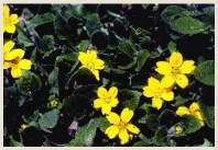 Chrysogonum flower