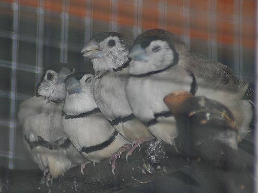Owl Finches
