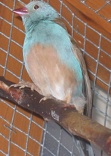 Blue-capped Cordon Bleu Waxbill male