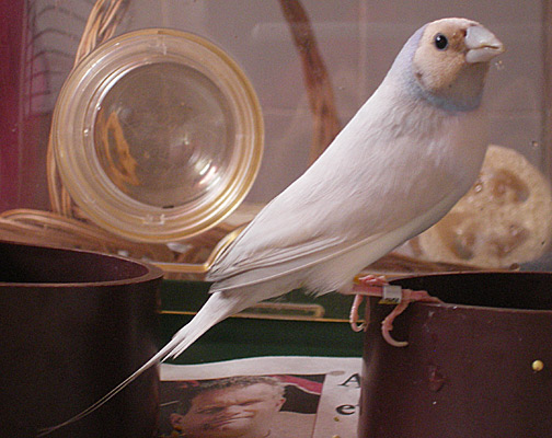 RH WB SFPBB male