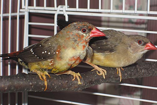 Strawberry Finches