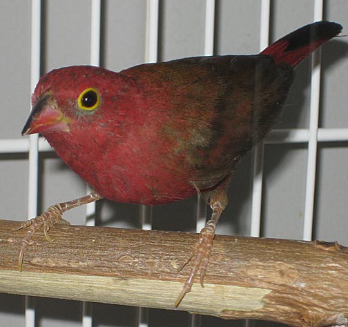 Firefinch male