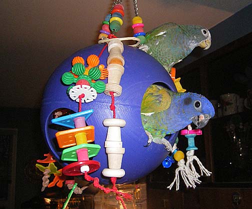 White-capped Pionus and Blue-headed Pionus