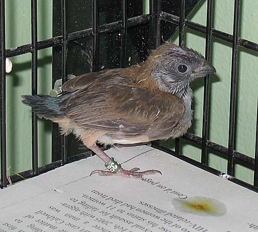 Blue-capped Cordon Bleu Waxbill fledgling