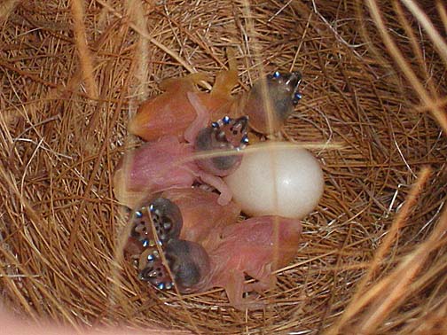 Lady Gouldian chicks - green and blue backs