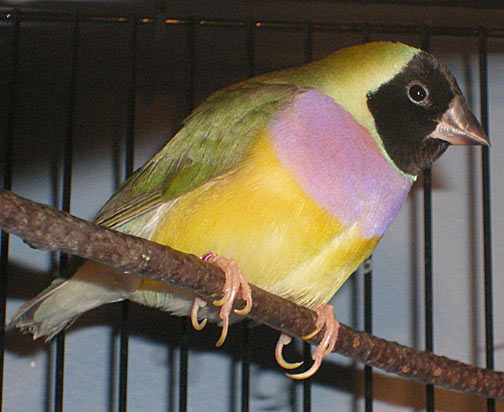 BH PB N-BB Hen