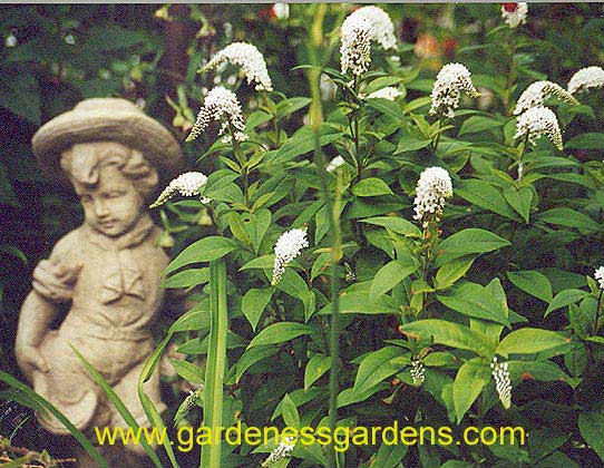 white loosestrife