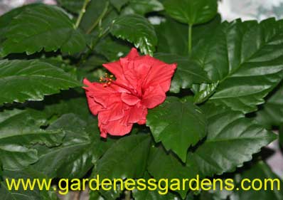 Hibiscus Double Red