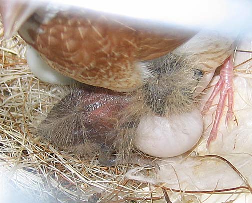 Blue-capped Cordon Bleu Waxbill chick under Society Finch foster.