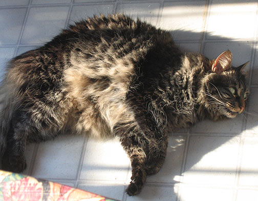 Main Coon X Cat