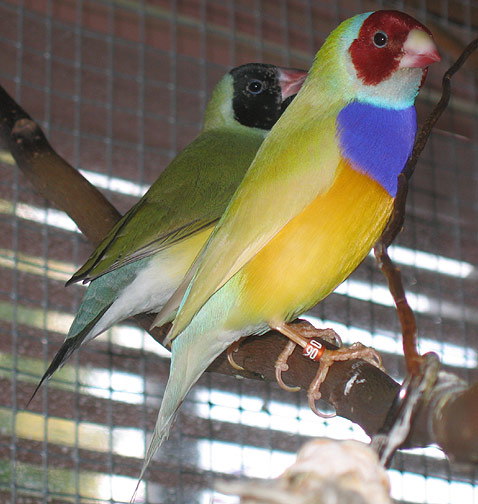 Mating pair of Lady Gouldian finches