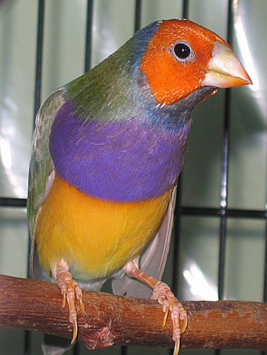OH PB SFPGB male Lady Gouldian