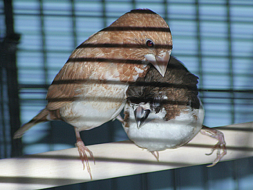 Fawn Pied and Chocolate Pied Society Finches