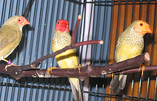 Star Finches