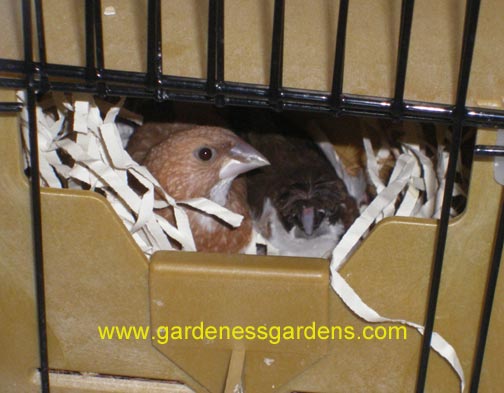 Society Finches