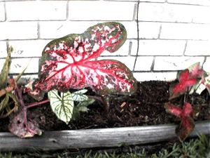 Caladium
