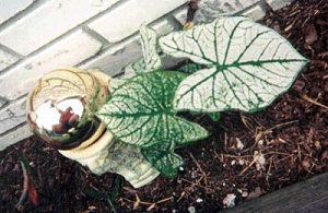 Caladium