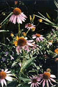Daisy