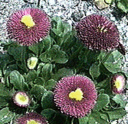 English Daisy