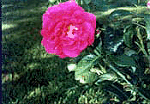 Tuberous Begonia