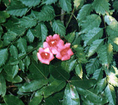 Trumpet Vine