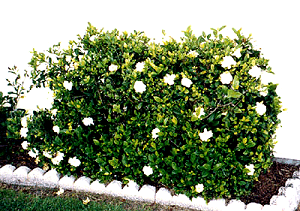 Gardenia