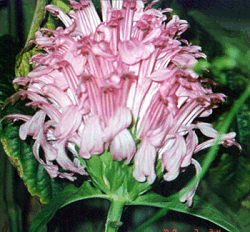 Hyacinth