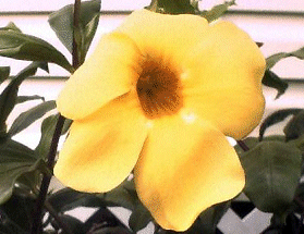 Alamanda
