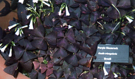 Purple Shamrock