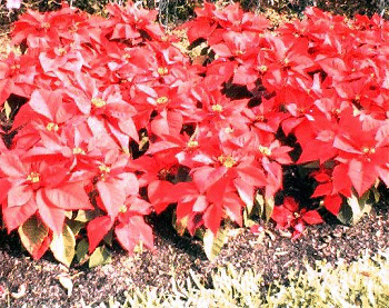 Poinsettias