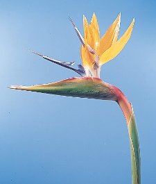 Bird of Paradise