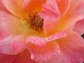 Rose from Jinx's Garden